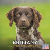 Brittany Wall Calendar 2027 - 12" x 12" Monthly Quick Eager Bird Hunting Dog Breed Calendar