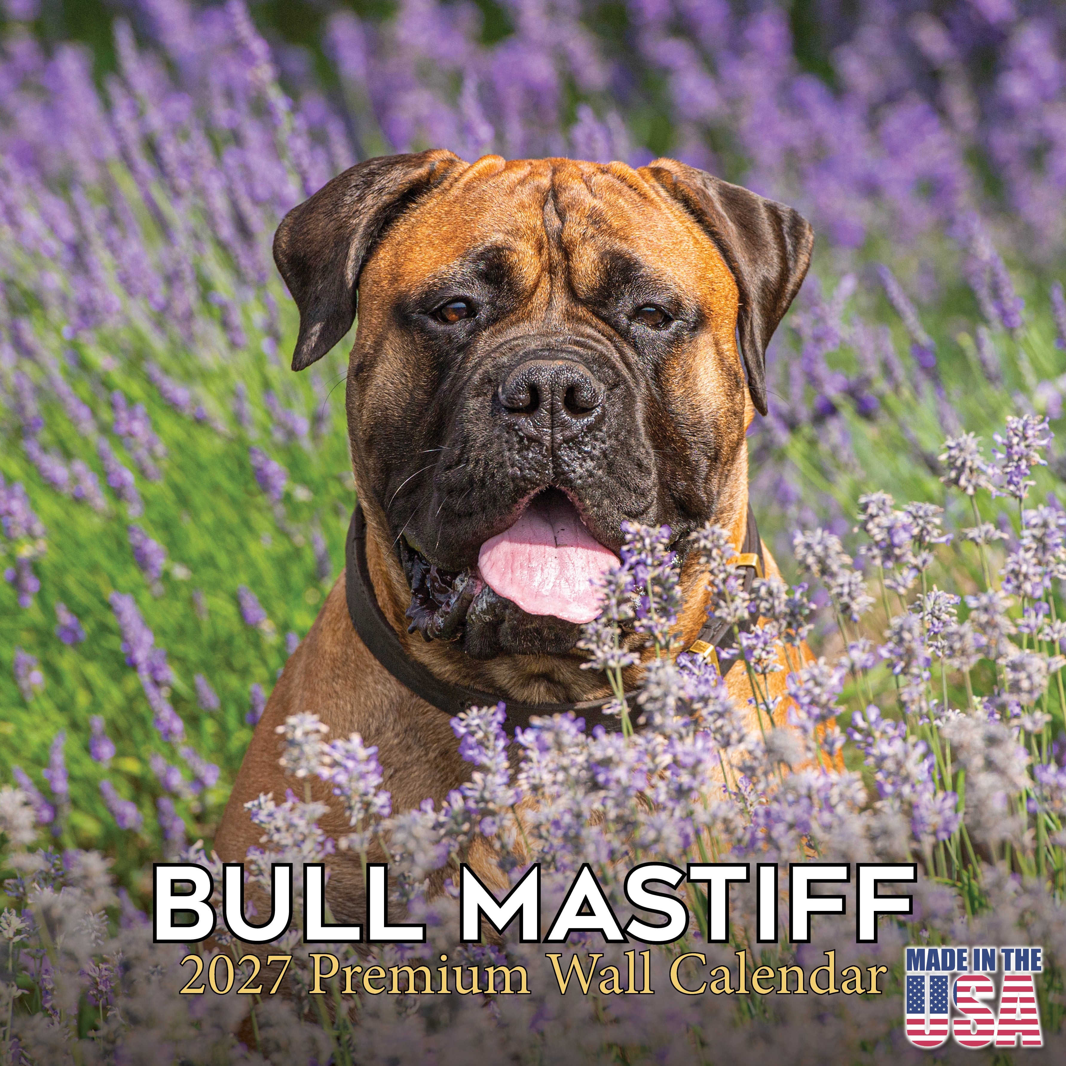 Bullmastiff Wall Calendar 2027 - 12