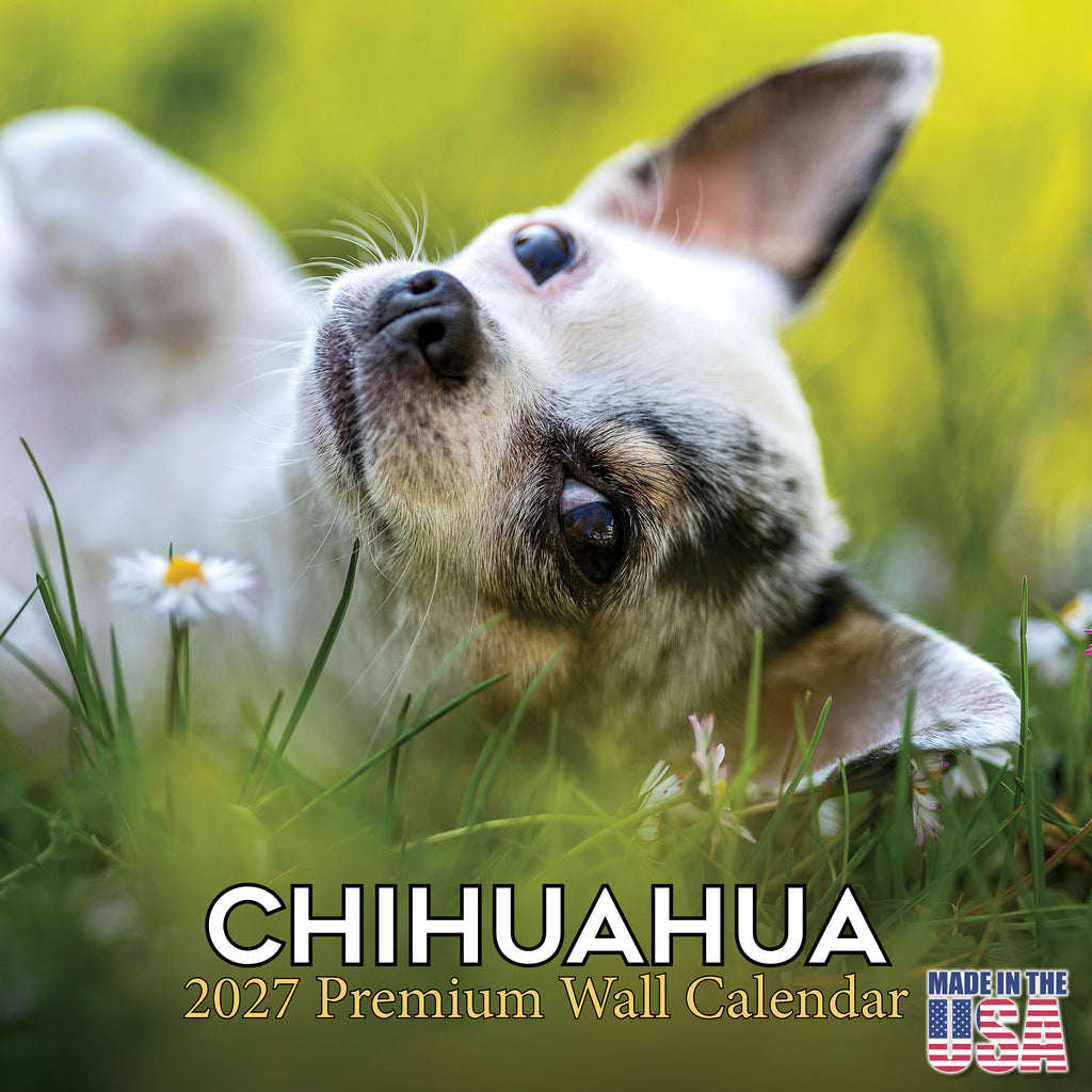 Chihuahua Wall Calendar 2027 - 12" x 12" Monthly Sassy Tiny Toy Dog Breed Calendar