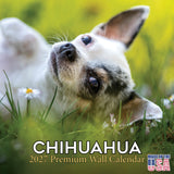 Chihuahua Wall Calendar 2027 - 12" x 12" Monthly Sassy Tiny Toy Dog Breed Calendar