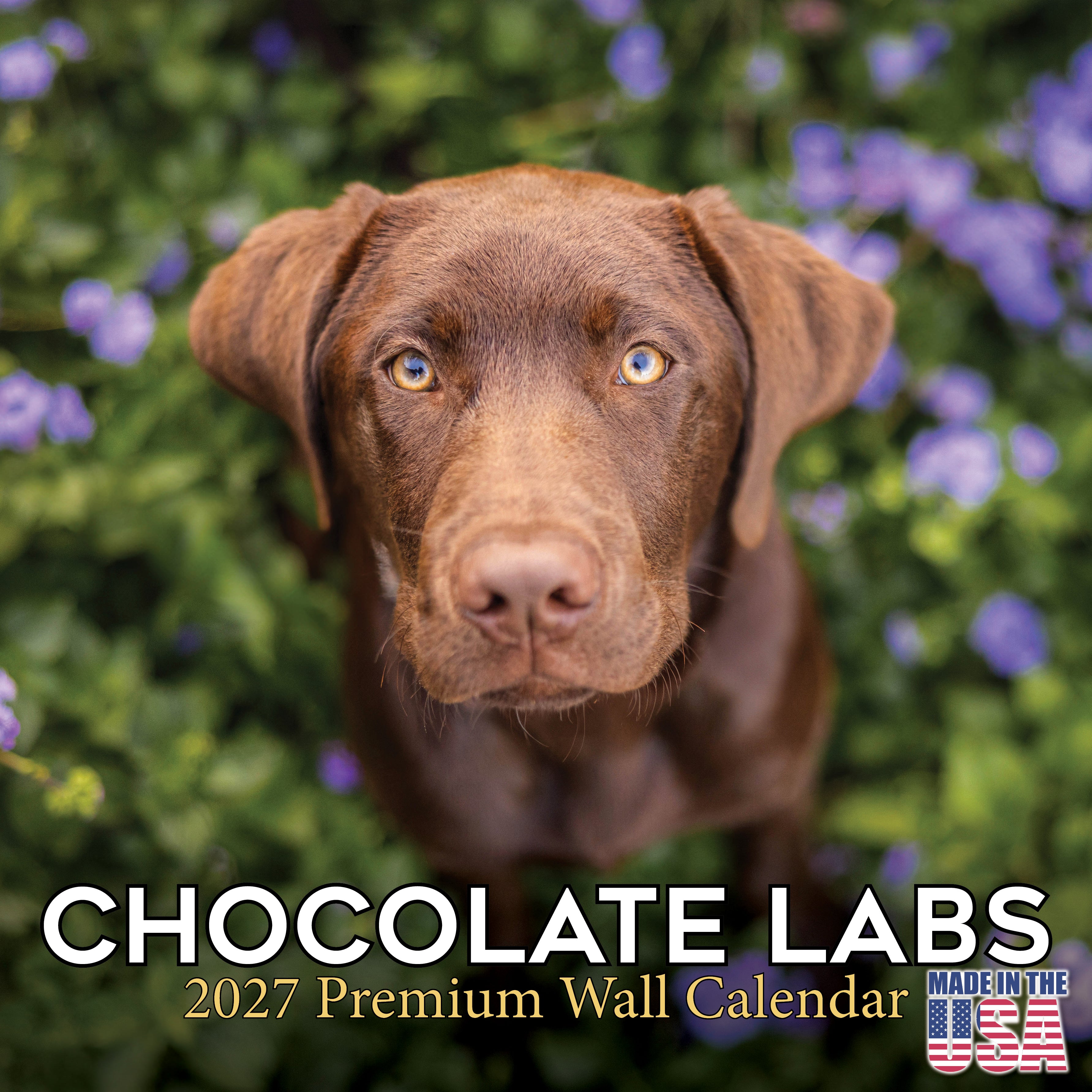 Chocolate Labrador Retriever Wall Calendar 2027 - 12