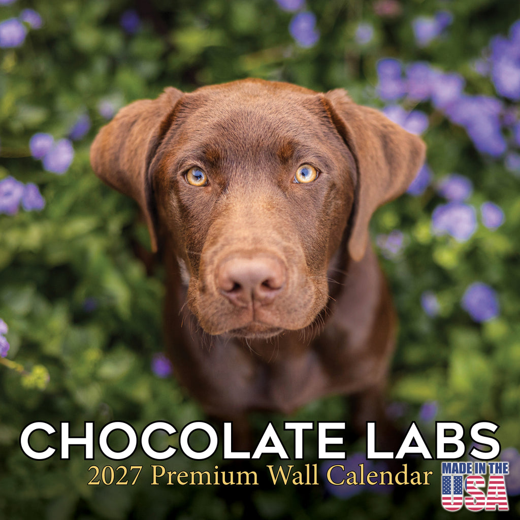 Chocolate Labrador Retriever Wall Calendar 2027 - 12" x 12" Monthly Loyal Chocolate Lab Sporting Breed Calendar