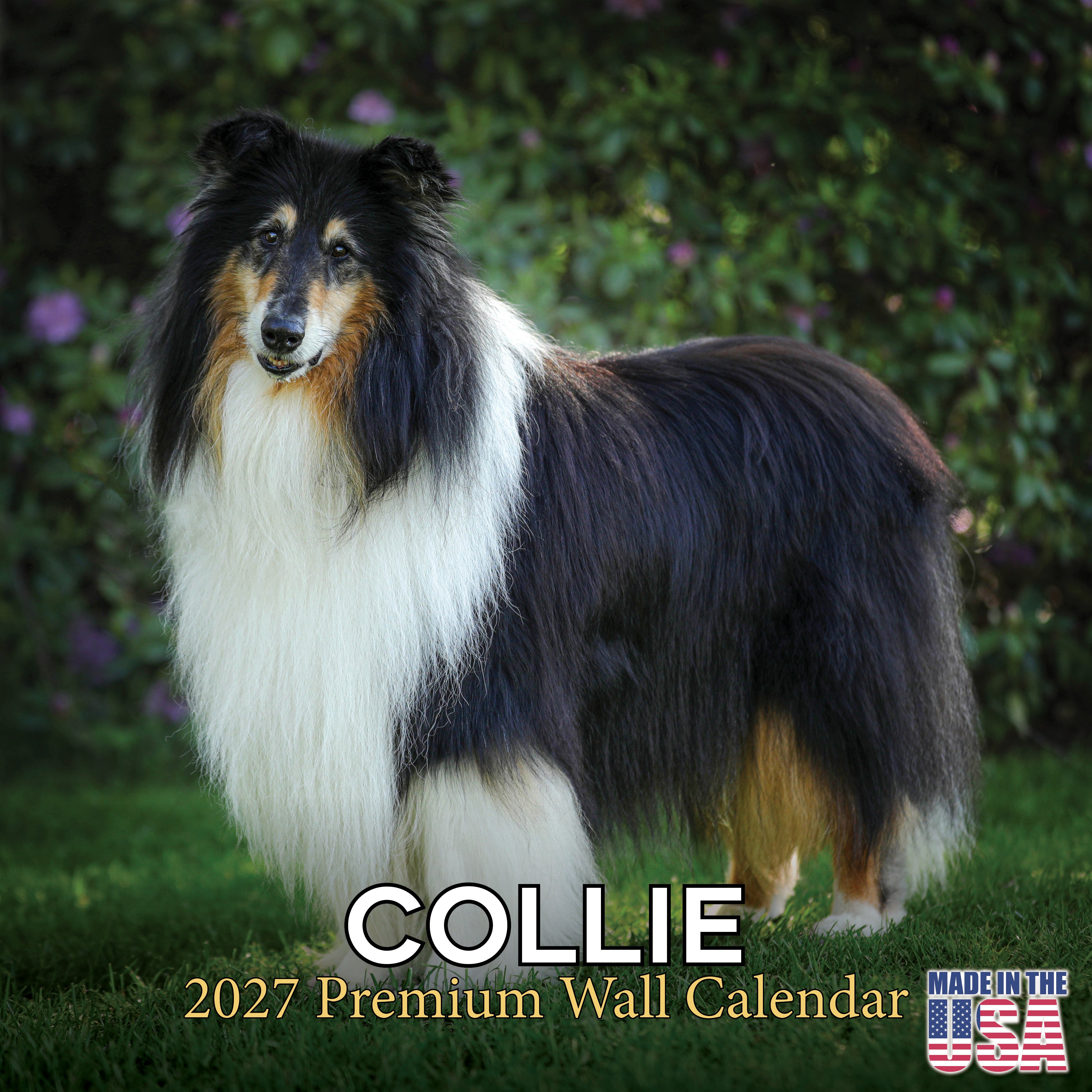 Collie Wall Calendar 2027 - 12
