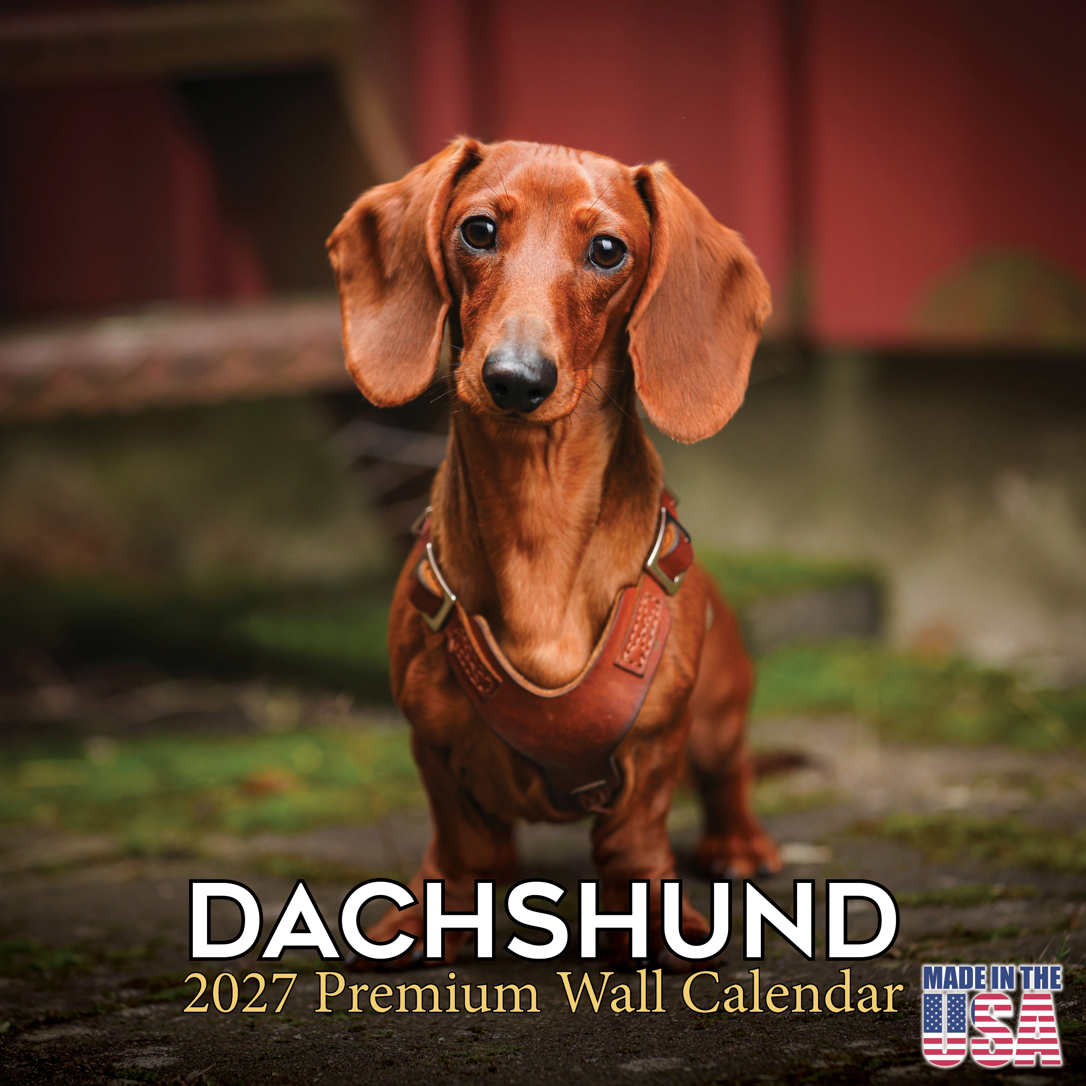 Dachshund Wall Calendar 2027 - 12