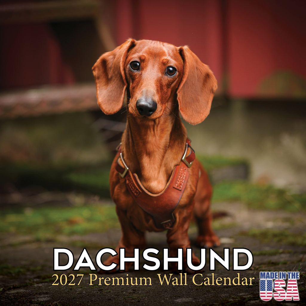 Dachshund Wall Calendar 2027 - 12" x 12" Monthly Clever Smooth & Long Badger Hound Dog Breed Calendar