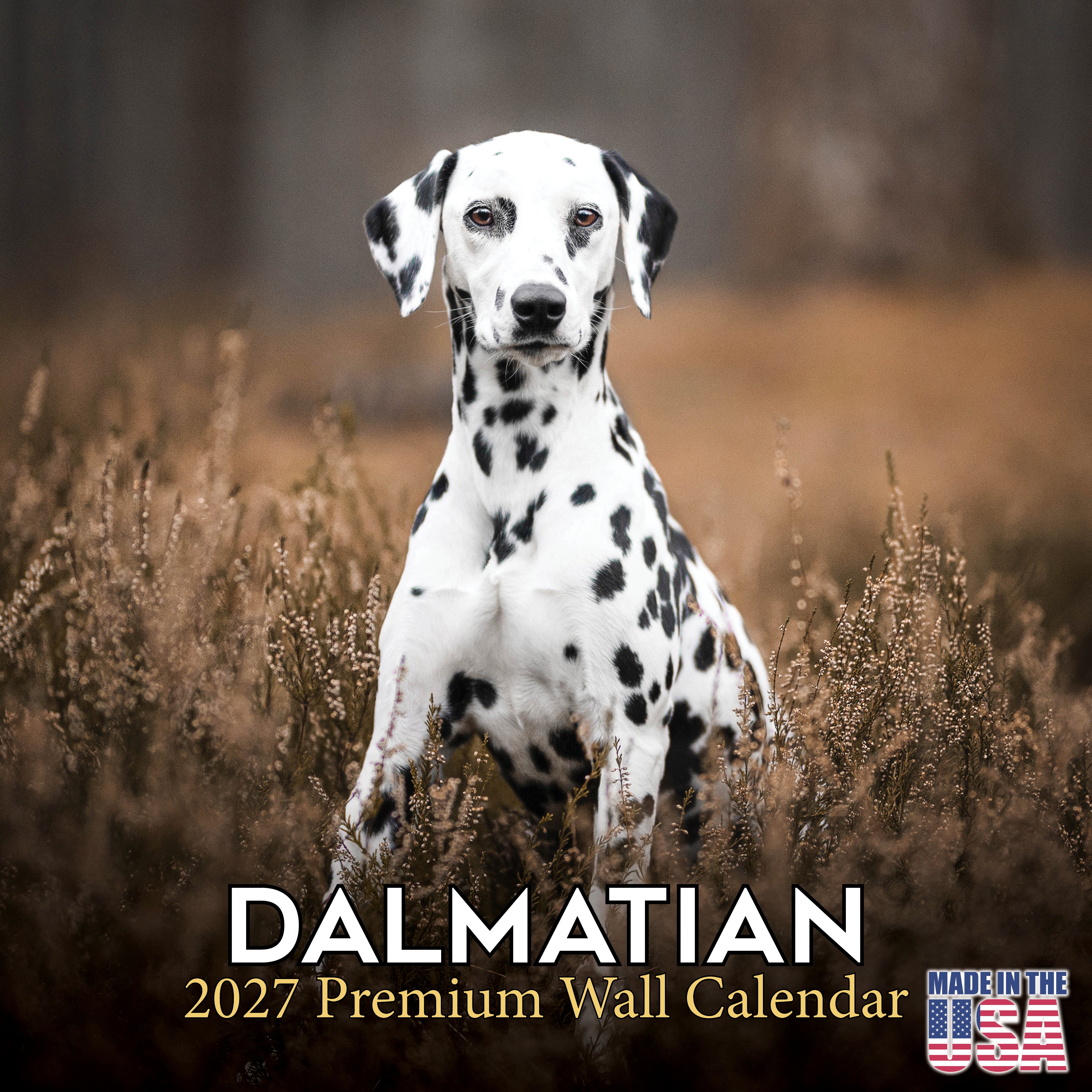 Dalmatian Wall Calendar 2027 - 12