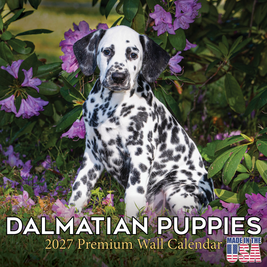 Dalmatian Puppies Wall Calendar 2027 - 12" x 12" Monthly Heartwarming Spotted Dalmatian Puppy Art Calendar
