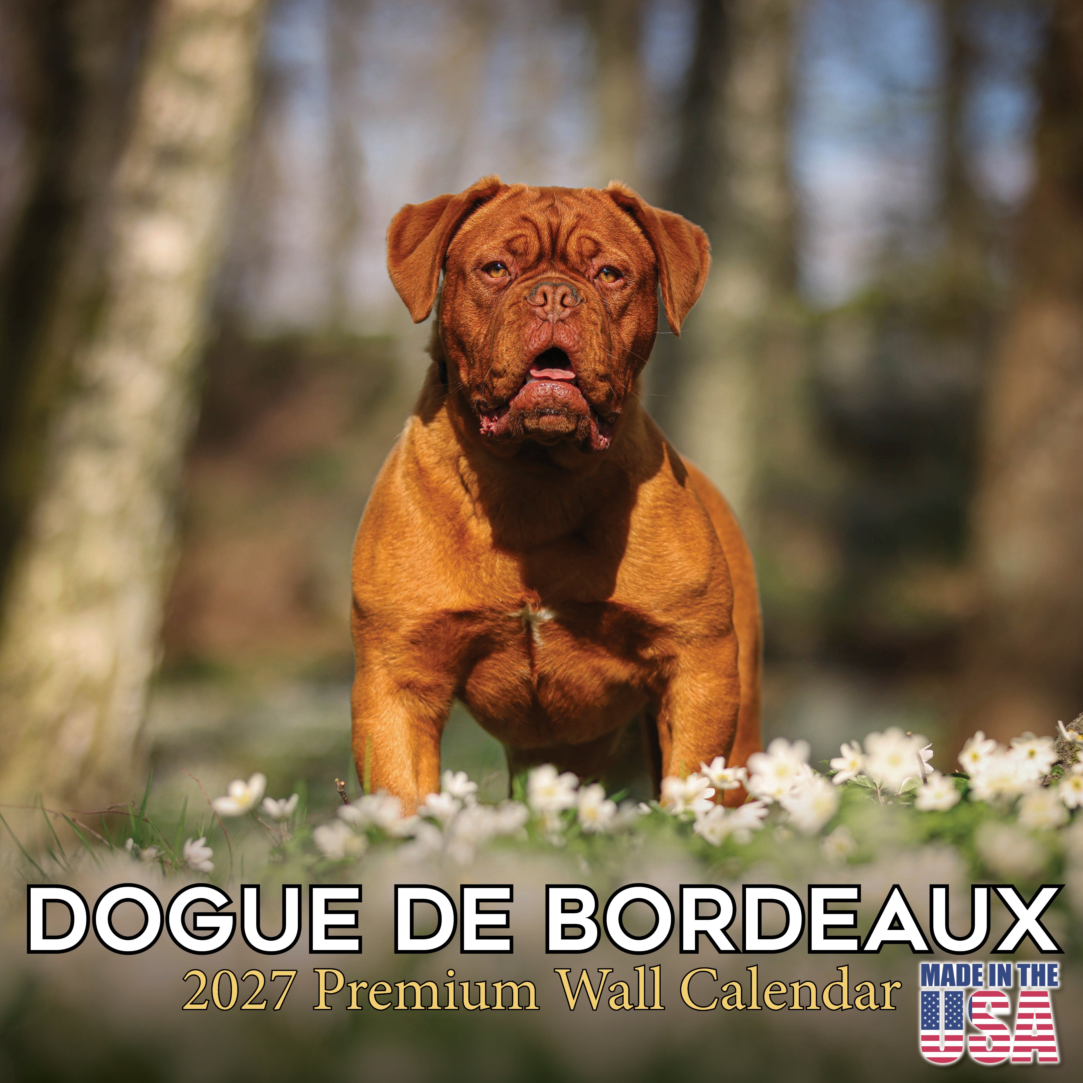 Dogue de Bordeaux Wall Calendar 2027 - 12