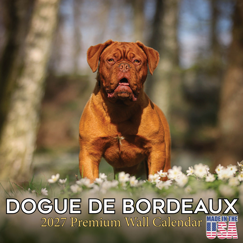 Dogue de Bordeaux Wall Calendar 2027 - 12" x 12" Monthly Powerful French Mastiff & Wrinkled Bordeaux Dog Calendar