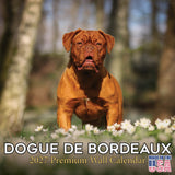 Dogue de Bordeaux Wall Calendar 2027 - 12" x 12" Monthly Powerful French Mastiff & Wrinkled Bordeaux Dog Calendar