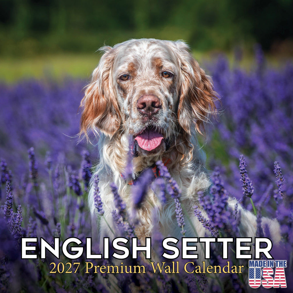 English Setter Wall Calendar 2027 - 12" x 12" Monthly Elegant Feathered Belton & English Setter Gundog Calendar