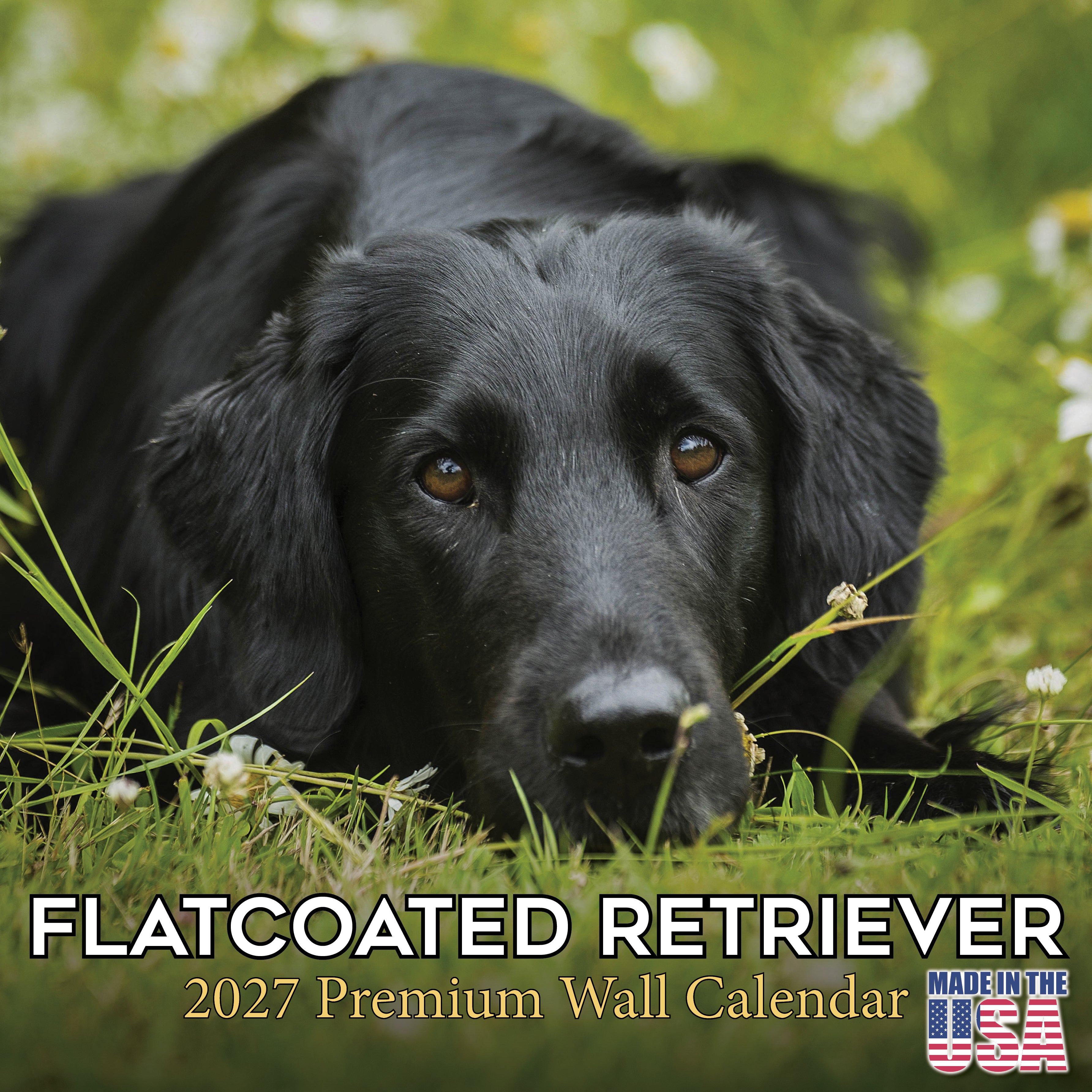 Flatcoated Retriever Wall Calendar 2027 - 12