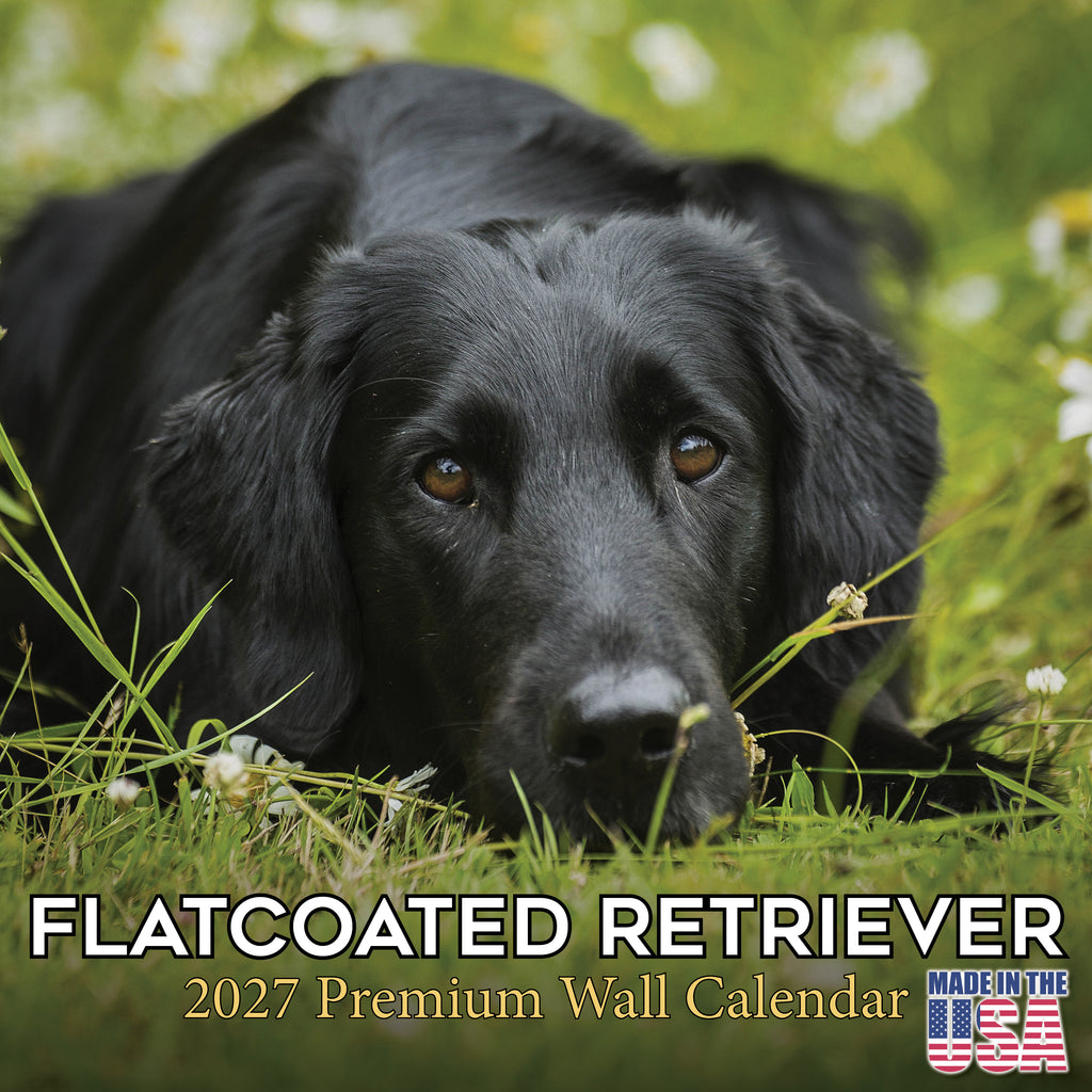 Flatcoated Retriever Wall Calendar 2027 - 12" x 12" Monthly Sleek Black Flattie Sporting Gundog Breed Calendar