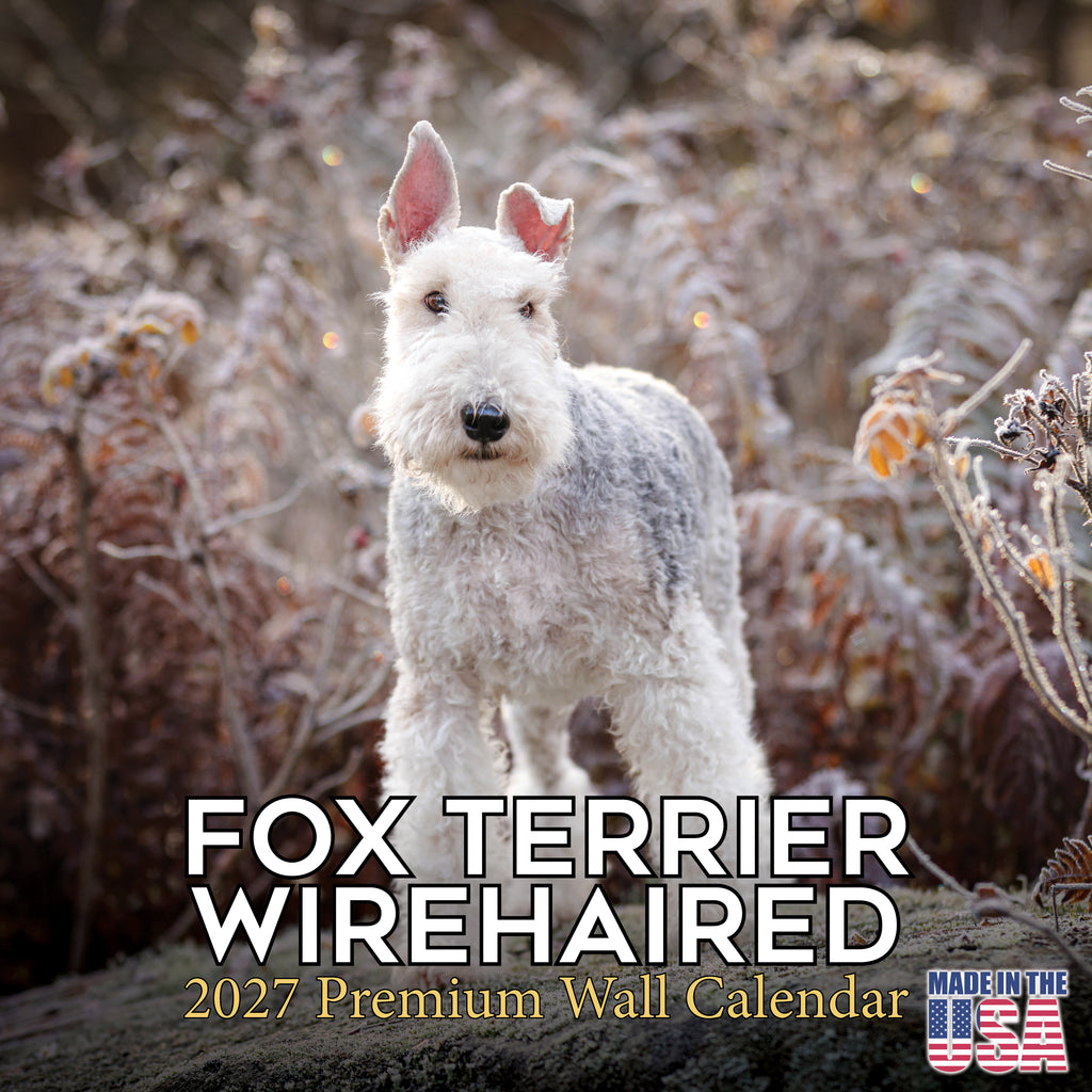 Fox Terrier (Wirehaired) Wall Calendar 2027 - 12" x 12" Monthly Spirited Wire Hair Terrier Dog Breed Calendar