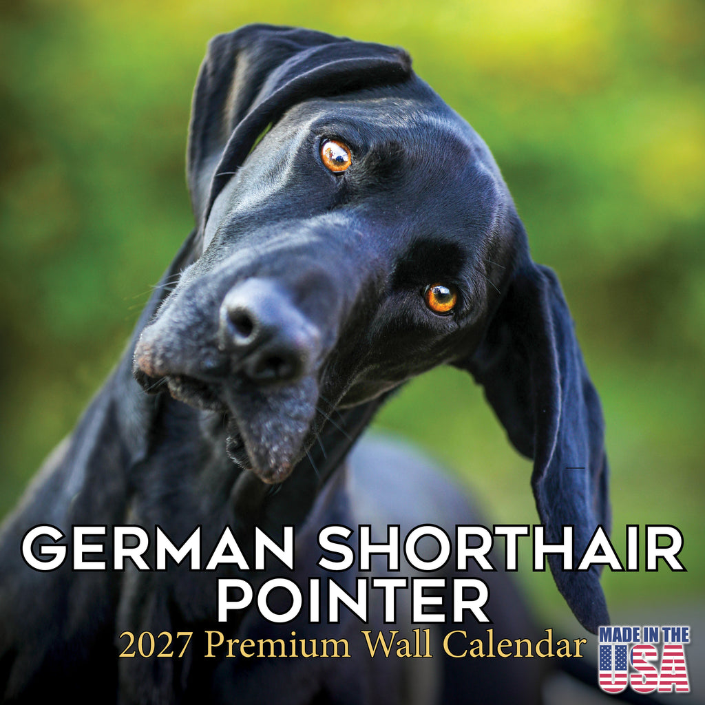 German Shorthaired Pointer Wall Calendar 2027 - 12" x 12" Monthly Athletic GSP Pointer & Liver Ticked Gundog Calendar