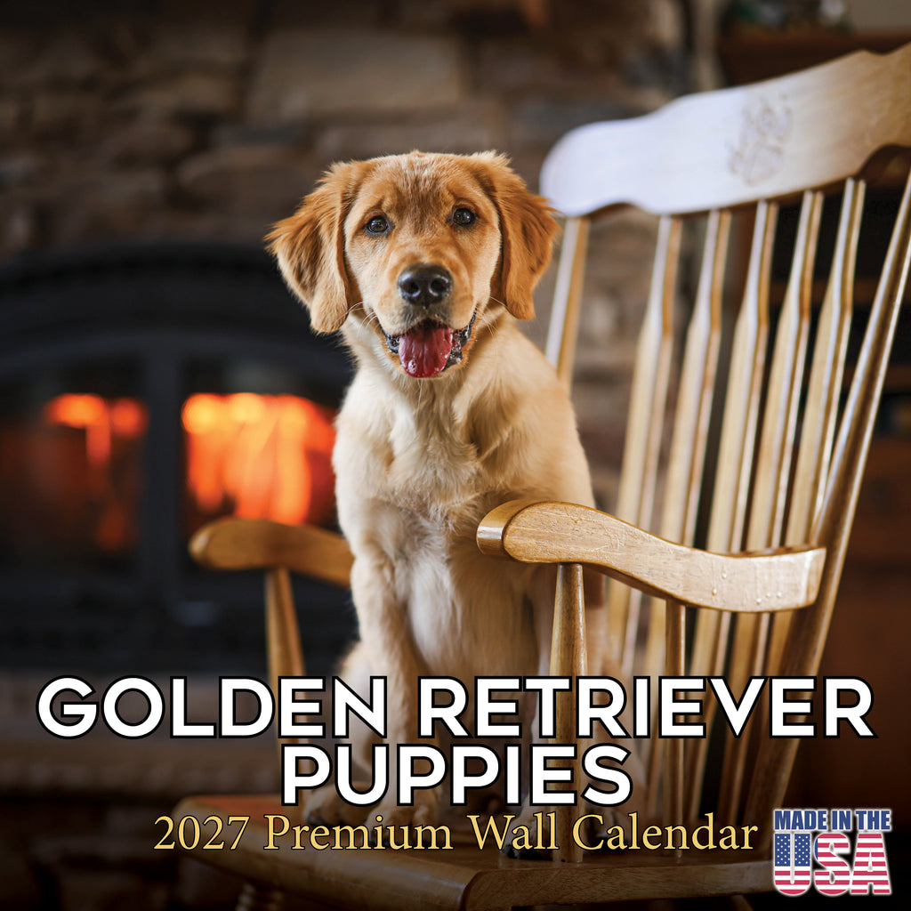 Golden Retriever Puppies Wall Calendar 2027 - 12" x 12" Monthly Adorable Golden Retriever Puppy Companion Calendar