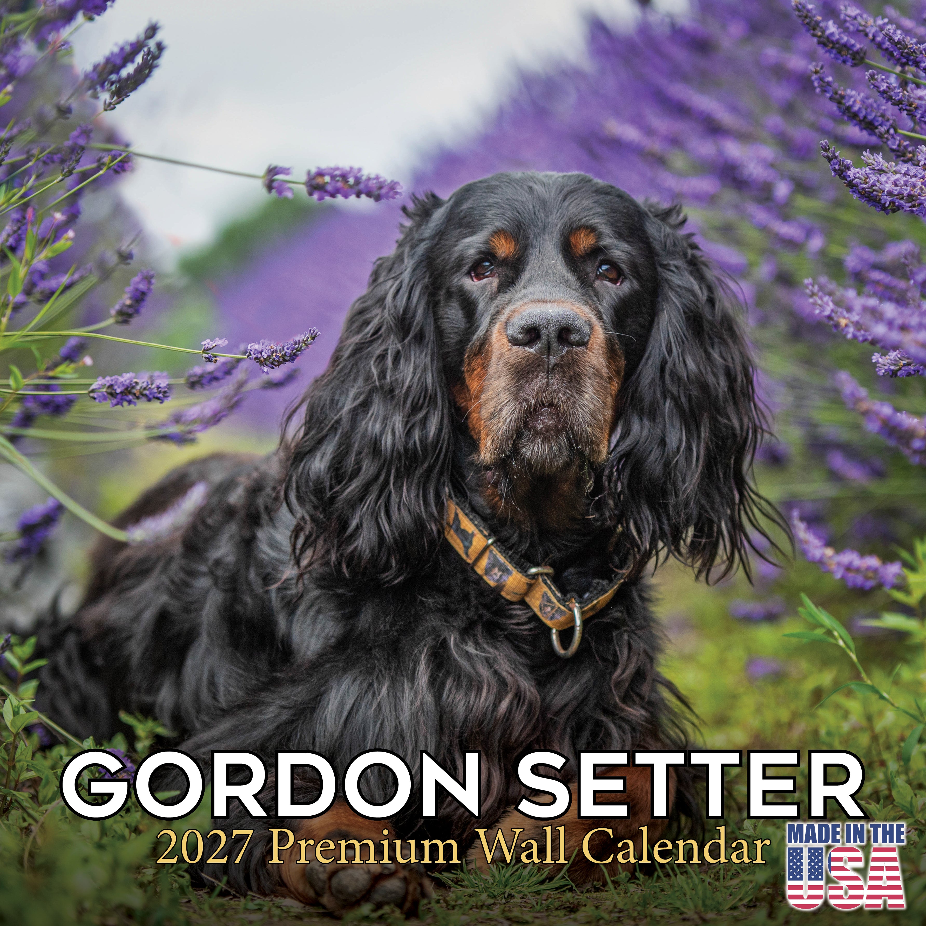 Gordon Setter Wall Calendar 2027 - 12