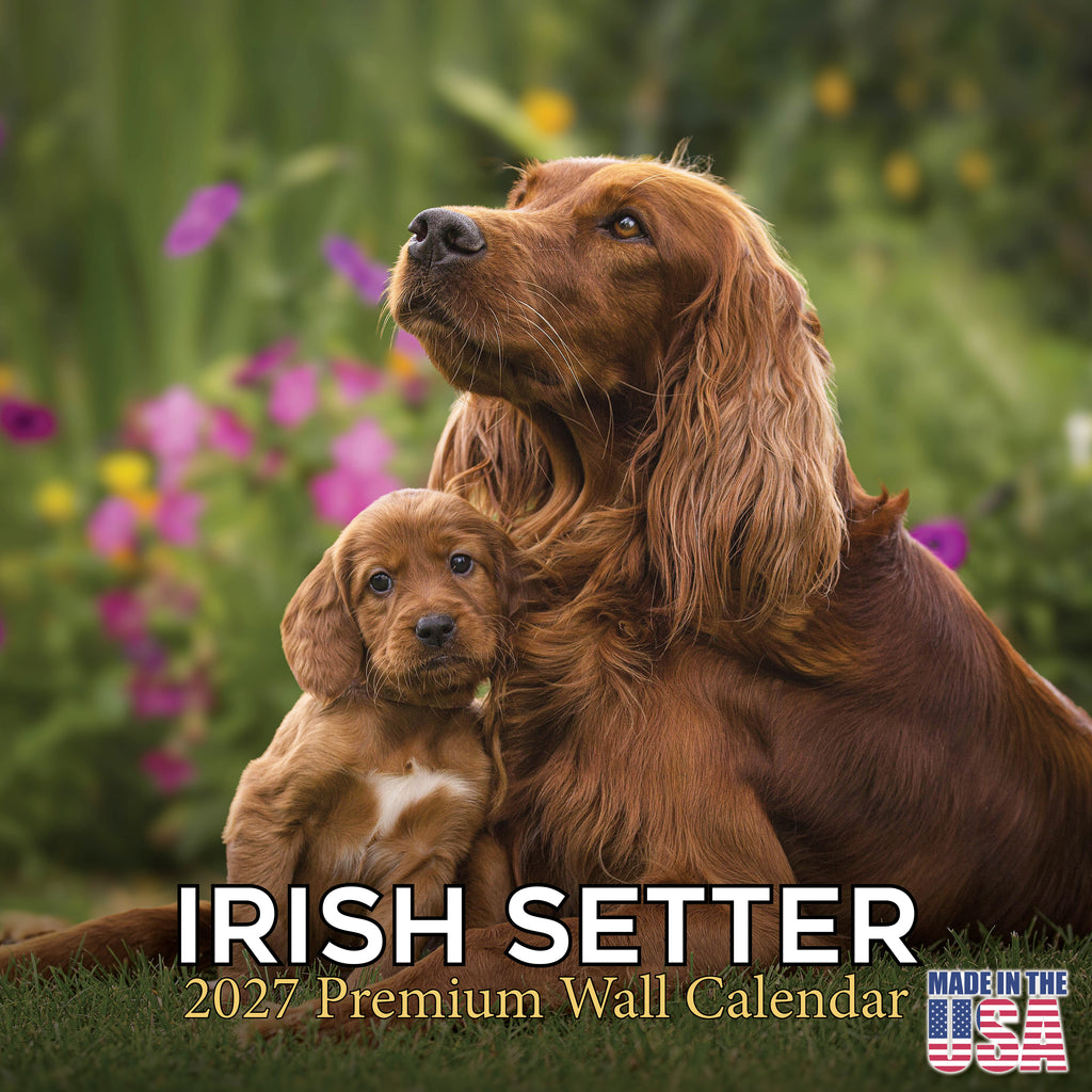 Irish Setter Wall Calendar 2027 - 12" x 12" Monthly Elegant Mahogany & Feathered Red Setter Gundog Calendar