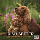 Irish Setter Wall Calendar 2027 - 12" x 12" Monthly Elegant Mahogany & Feathered Red Setter Gundog Calendar