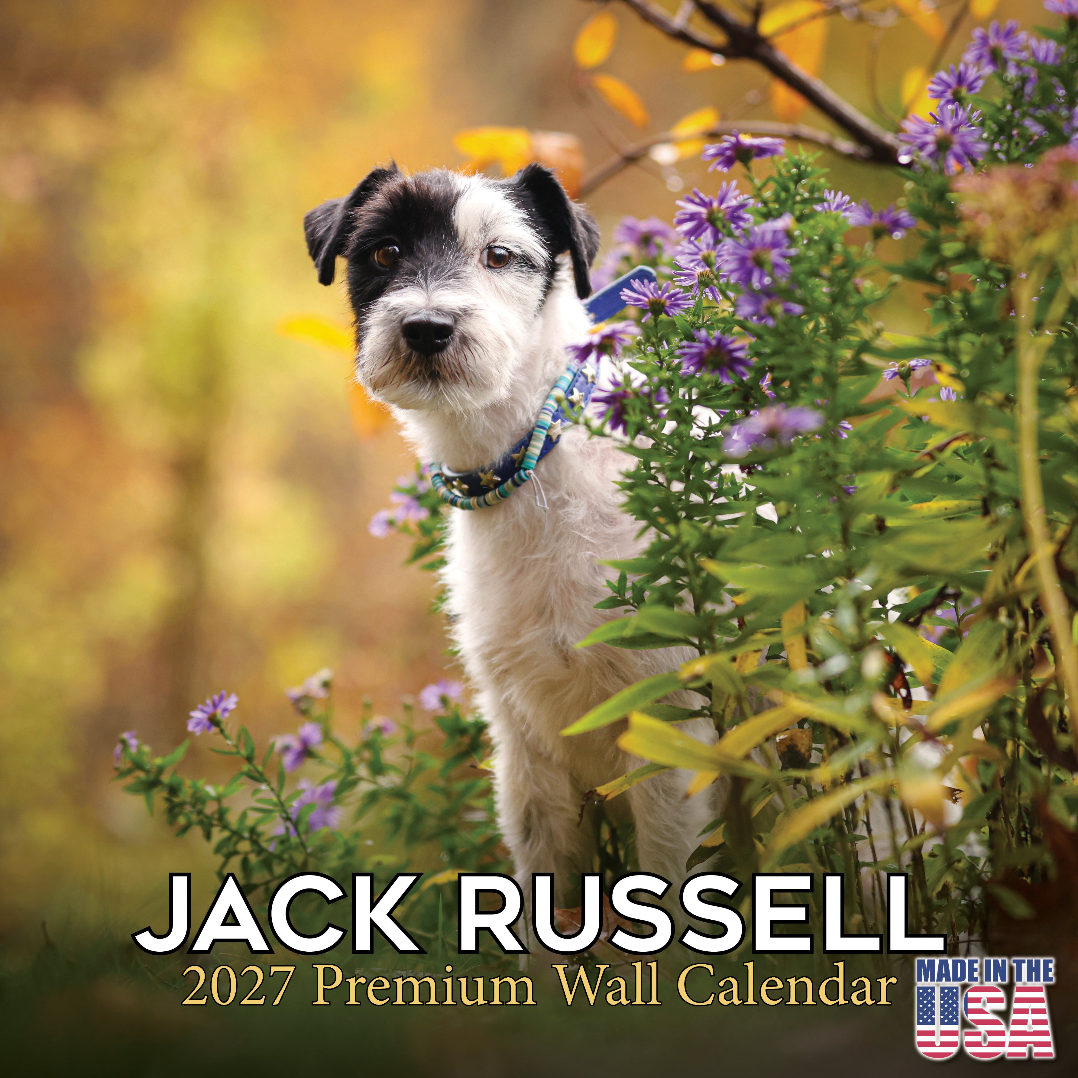 Jack Russell Wall Calendar 2027 - 12