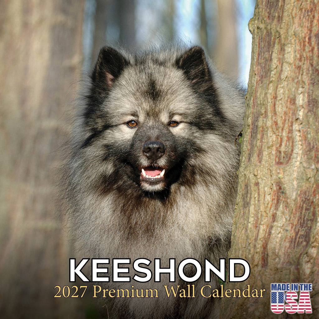 Keeshond Wall Calendar 2027 - 12" x 12" Monthly Plush Silver-Grey & Smiling Spitz Companion Calendar