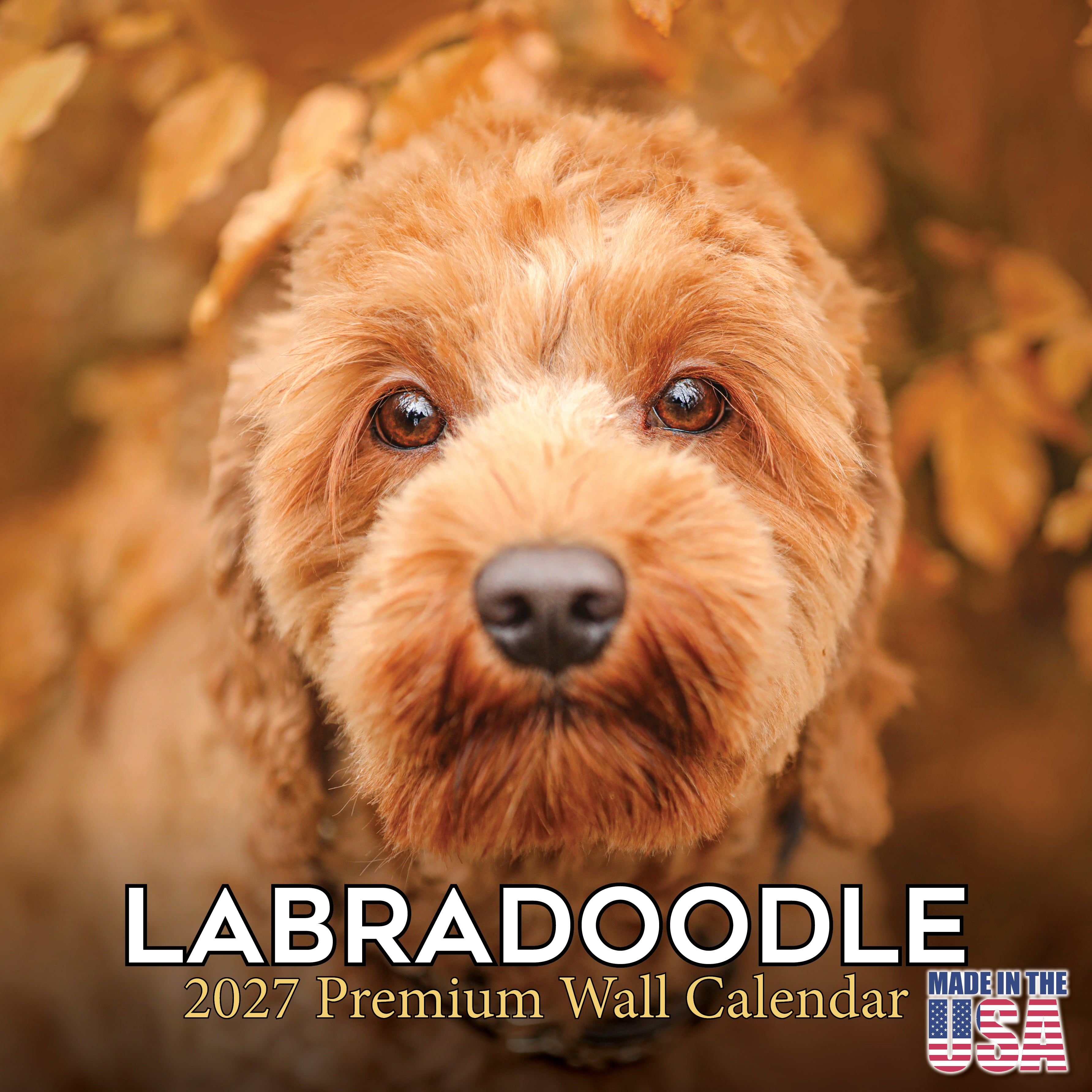 Labradoodle Wall Calendar 2027 - 12