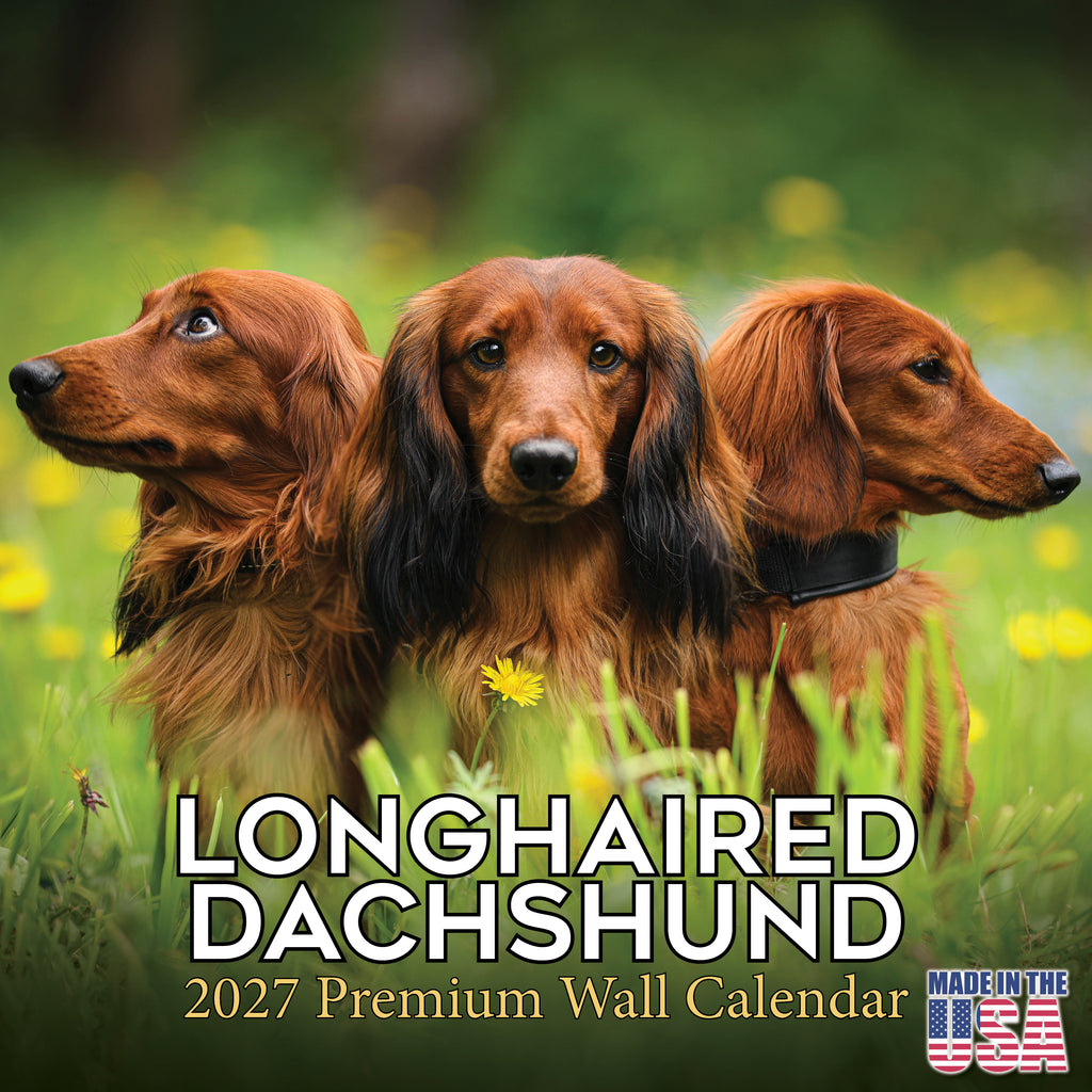 Longhaired Dachshund Wall Calendar 2027 - 12" x 12" Monthly Silky Low-Slung Hound & Elegant Badger Dog Calendar
