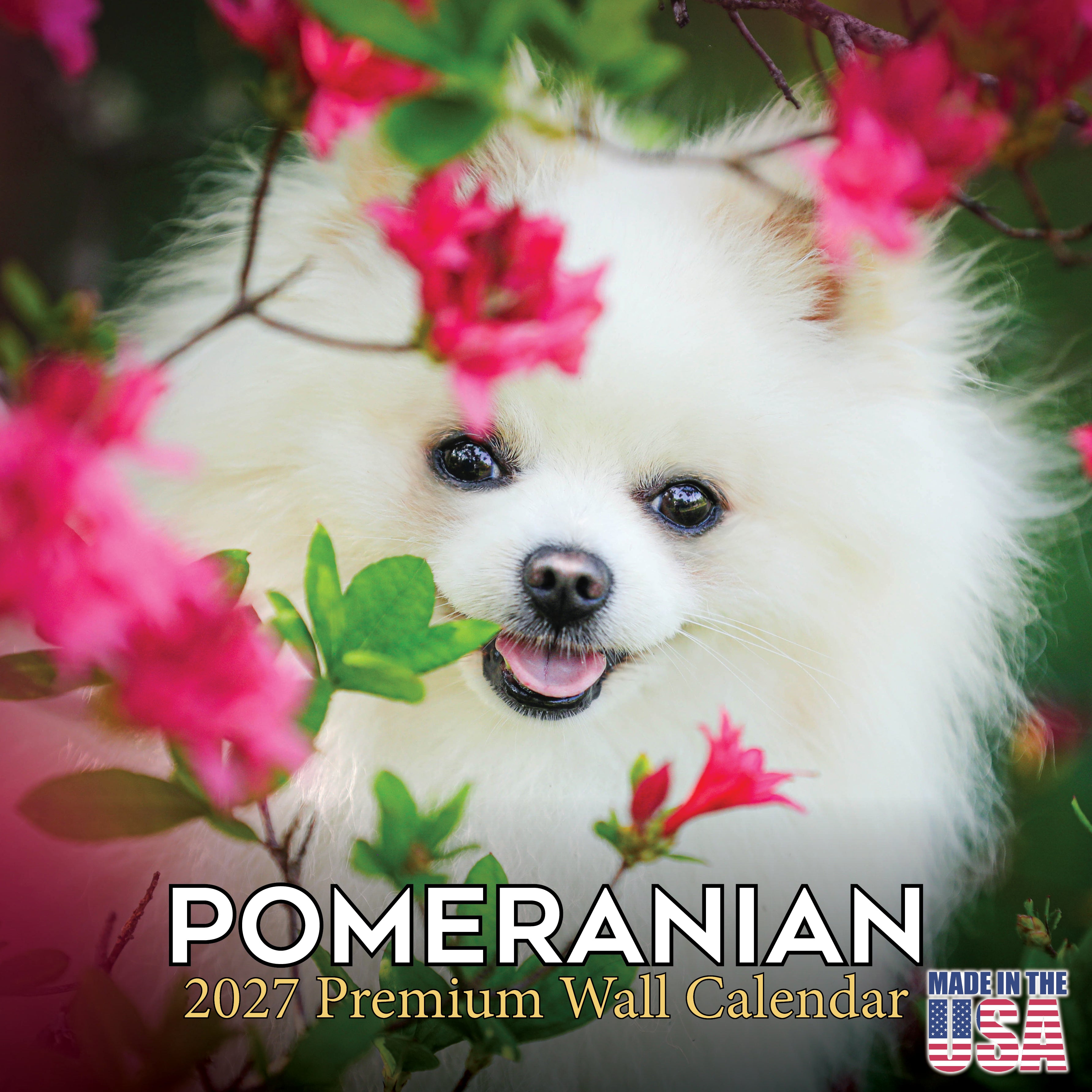 Pomeranian Wall Calendar 2027 - 12