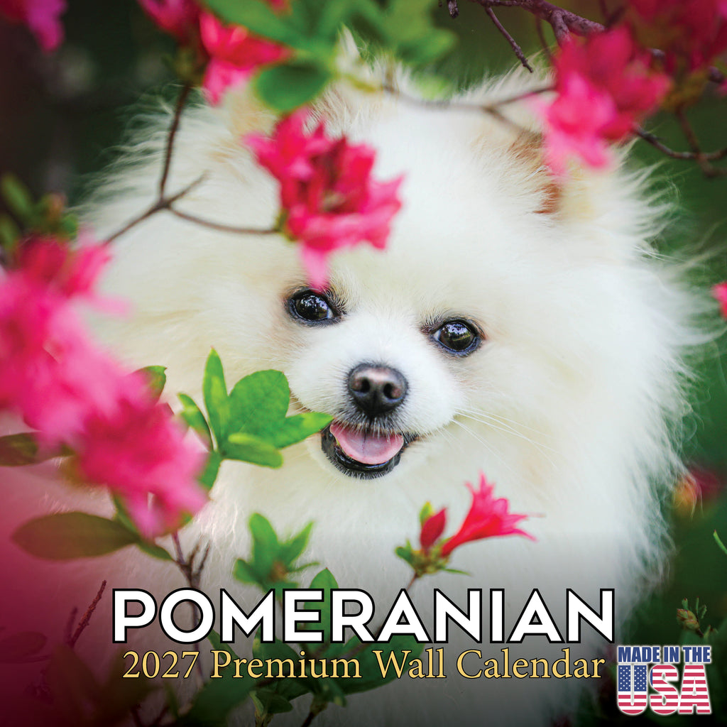 Pomeranian Wall Calendar 2027 - 12" x 12" Monthly Spirited & Fluffy Pom Pom Toy Dog Breed Calendar