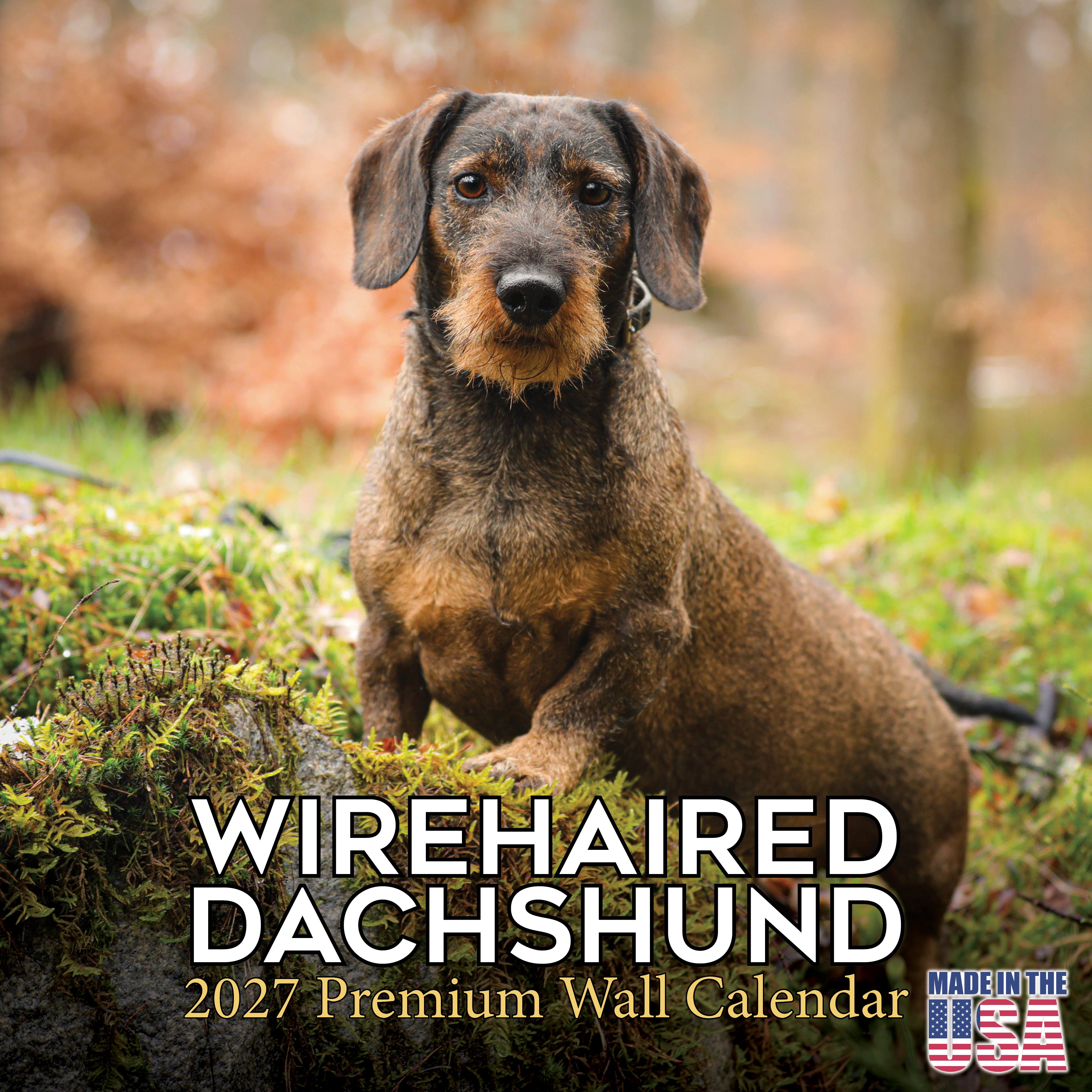 Wirehaired Dachshund Wall Calendar 2027 - 12