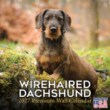 Wirehaired Dachshund Wall Calendar 2027 - 12" x 12" Monthly Clever & Gritty Wire Coat Hound Breed Calendar