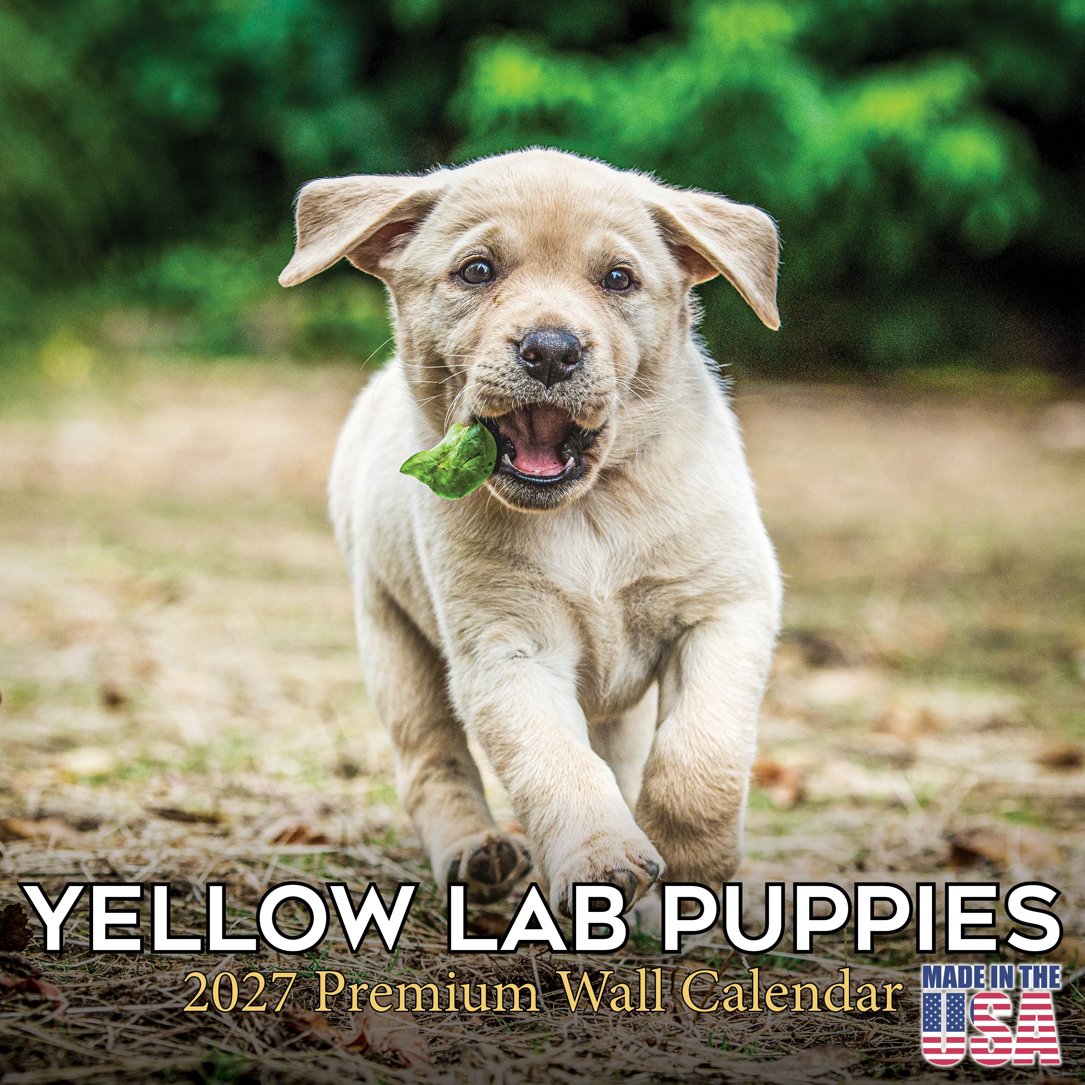 Yellow Labrador Retriever Puppies Wall Calendar 2027 - 12