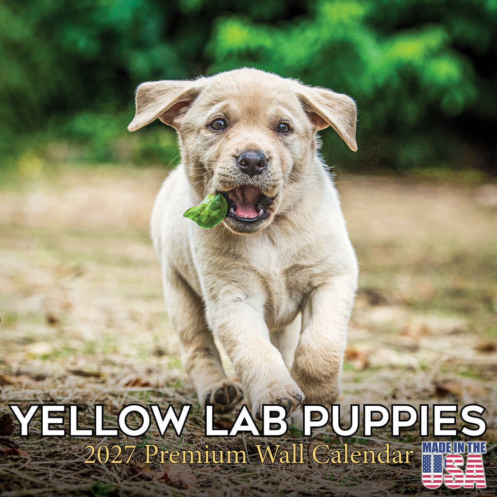 Yellow Labrador Retriever Puppies Wall Calendar 2027 - 12" x 12" Monthly Adorable & Playful Yellow Lab Puppy Breed Calendar