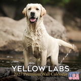 Yellow Labrador Retriever Wall Calendar 2027 - 12" x 12" Monthly Friendly & Devoted Yellow Lab Sporting Breed Calendar