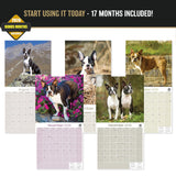 Boston Terrier Wall Calendar 2027 - 12" x 12" Monthly Lively Amusing American Gentleman Calendar