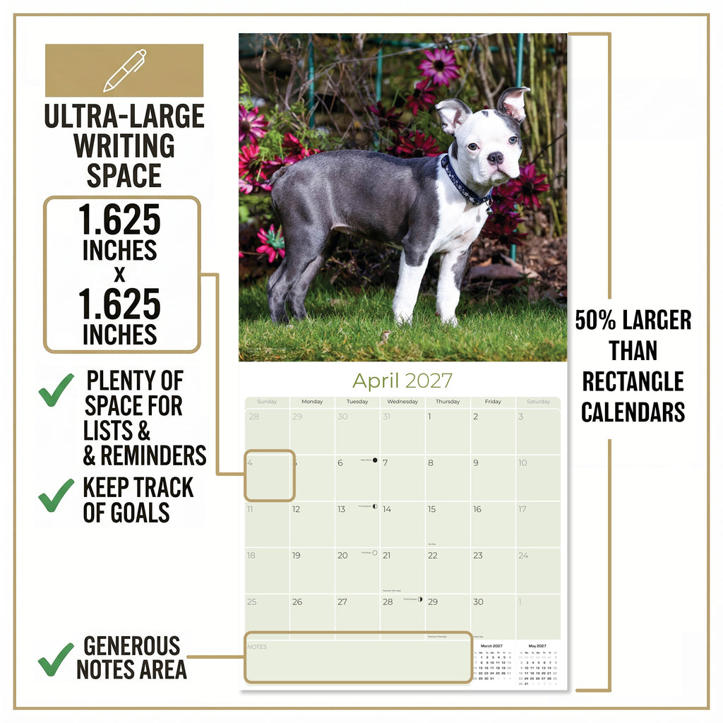 Boston Terrier Wall Calendar 2027 - 12" x 12" Monthly Lively Amusing American Gentleman Calendar