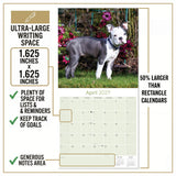 Boston Terrier Wall Calendar 2027 - 12" x 12" Monthly Lively Amusing American Gentleman Calendar