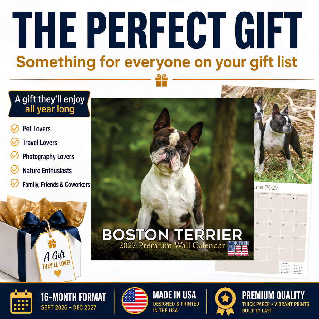 Boston Terrier Wall Calendar 2027 - 12" x 12" Monthly Lively Amusing American Gentleman Calendar