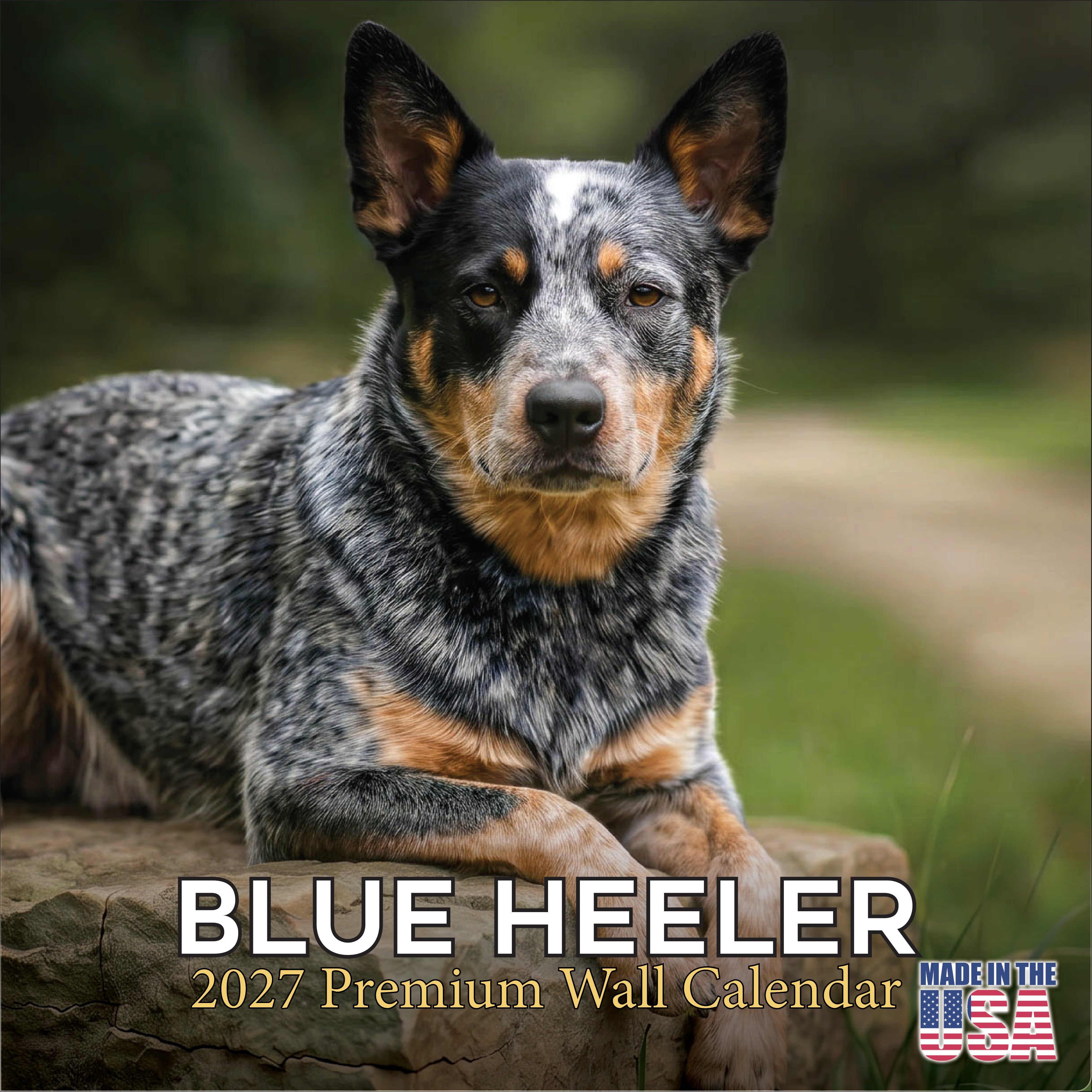 Blue Heeler Wall Calendar 2027 - 12