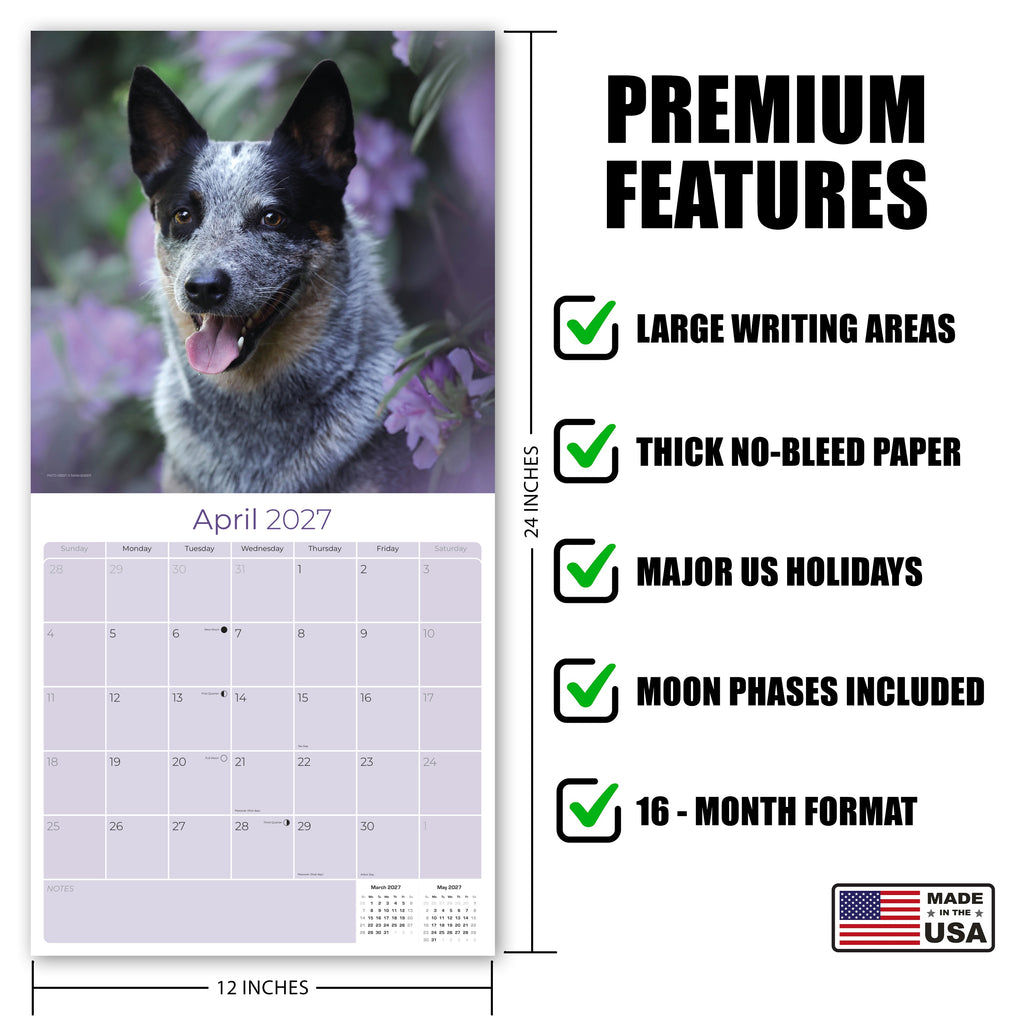Blue Heeler Wall Calendar 2027 - 12" x 12" Monthly Quick Loyal Australian Herding Dog Breed Calendar