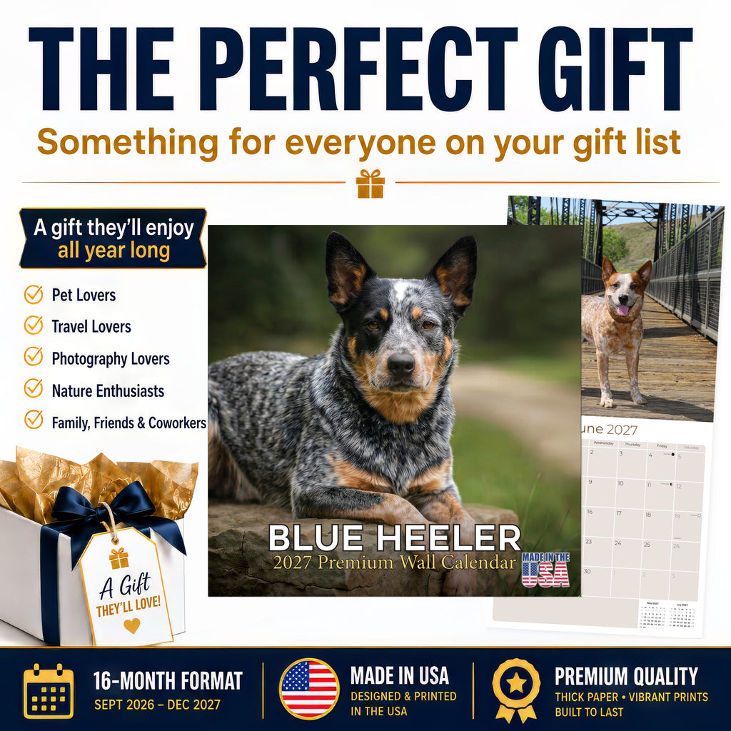 Blue Heeler Wall Calendar 2027 - 12" x 12" Monthly Quick Loyal Australian Herding Dog Breed Calendar
