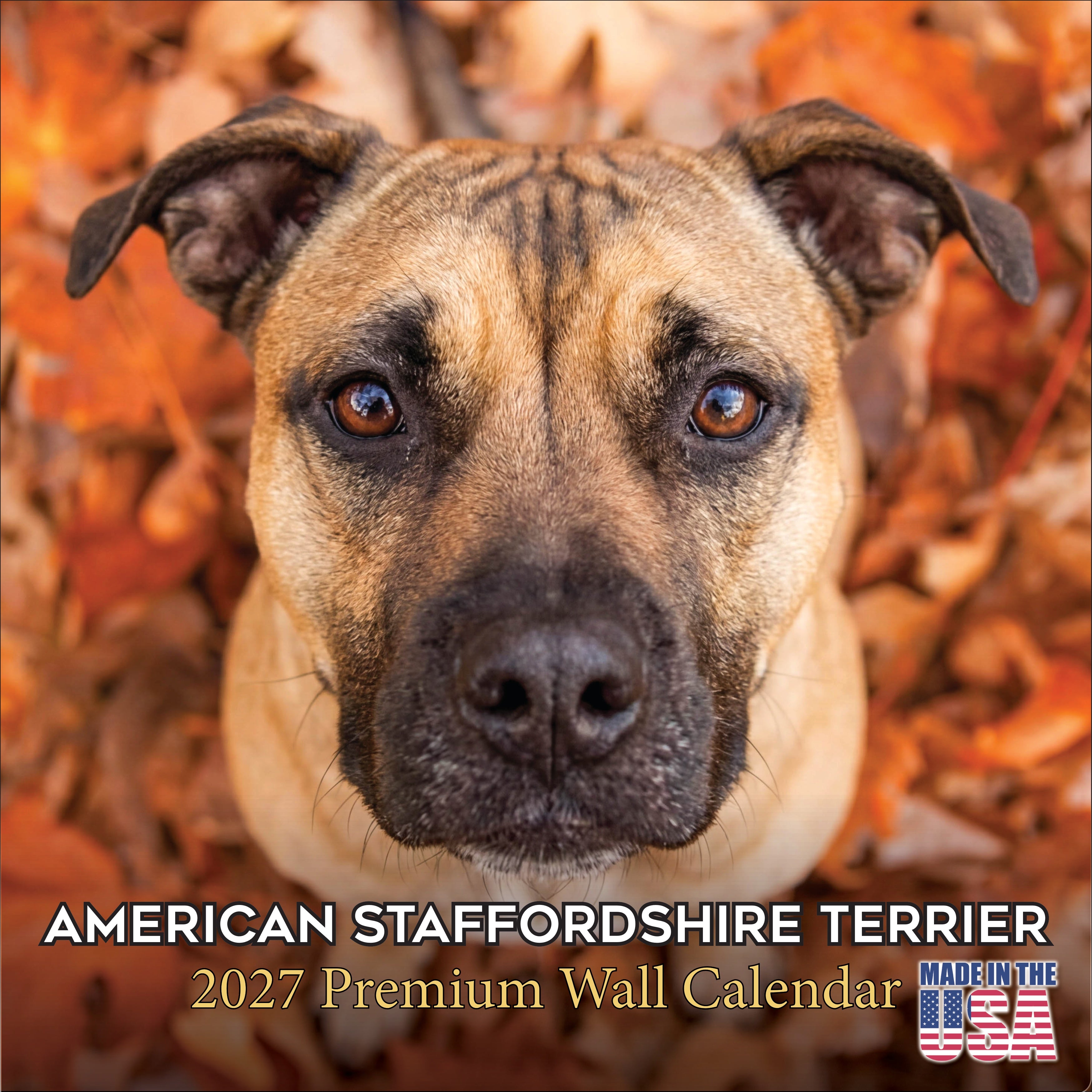 American Staffordshire Terrier Wall Calendar 2027 - 12