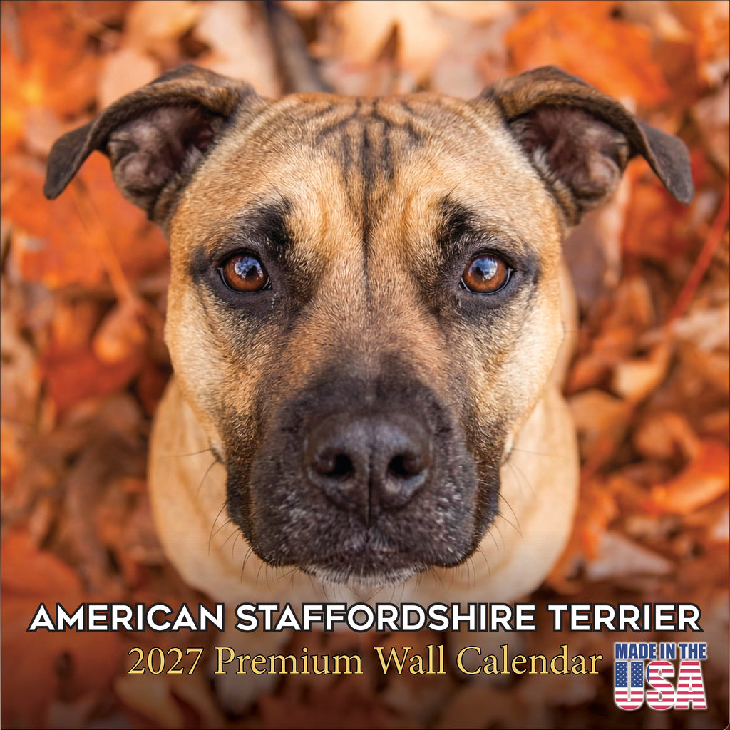 American Staffordshire Terrier Wall Calendar 2027 - 12" x 12" Monthly Strong & Confident AmStaff Breed Calendar