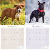 American Staffordshire Terrier Wall Calendar 2027 - 12" x 12" Monthly Strong & Confident AmStaff Breed Calendar