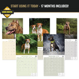 American Staffordshire Terrier Wall Calendar 2027 - 12" x 12" Monthly Strong & Confident AmStaff Breed Calendar