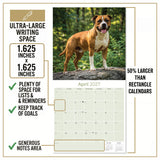 American Staffordshire Terrier Wall Calendar 2027 - 12" x 12" Monthly Strong & Confident AmStaff Breed Calendar