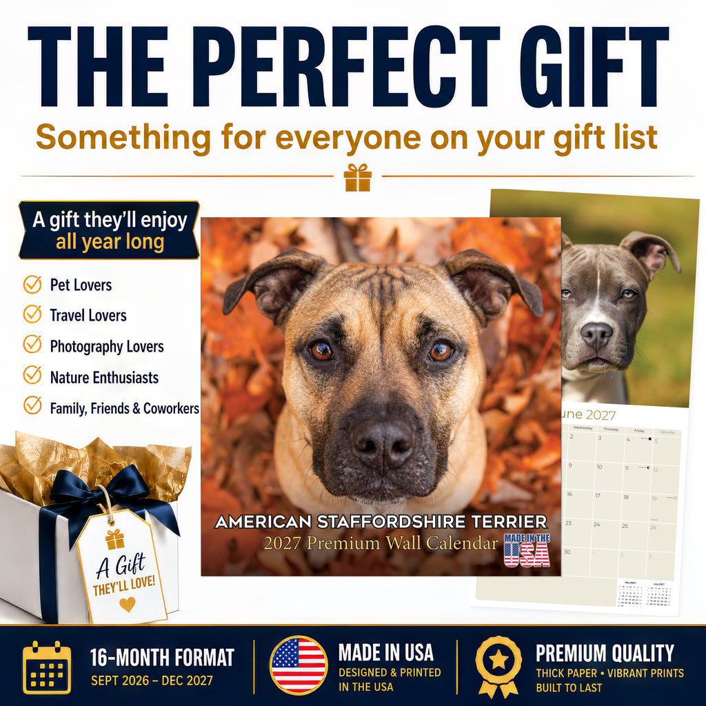 American Staffordshire Terrier Wall Calendar 2027 - 12" x 12" Monthly Strong & Confident AmStaff Breed Calendar