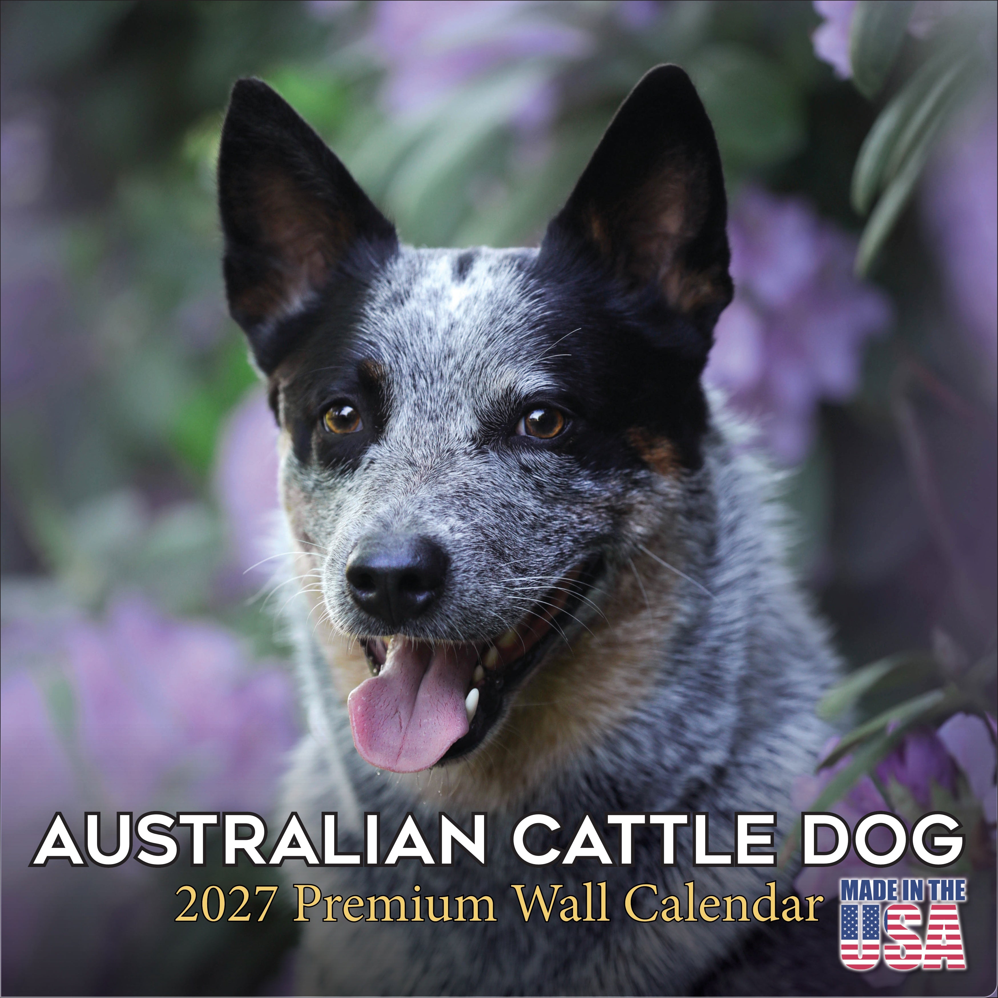 Australian Cattle Dog Wall Calendar 2027 - 12