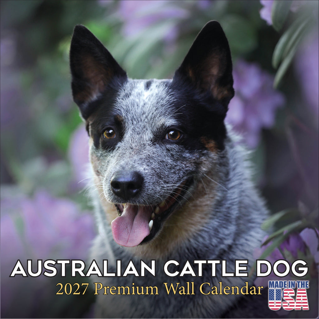 Australian Cattle Dog Wall Calendar 2027 - 12" x 12" 16-Month Intelligent and Resilient Dog Calendar