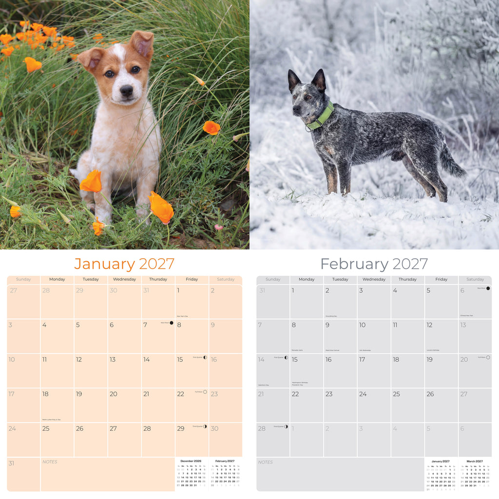 Australian Cattle Dog Wall Calendar 2027 - 12" x 12" 16-Month Intelligent and Resilient Dog Calendar
